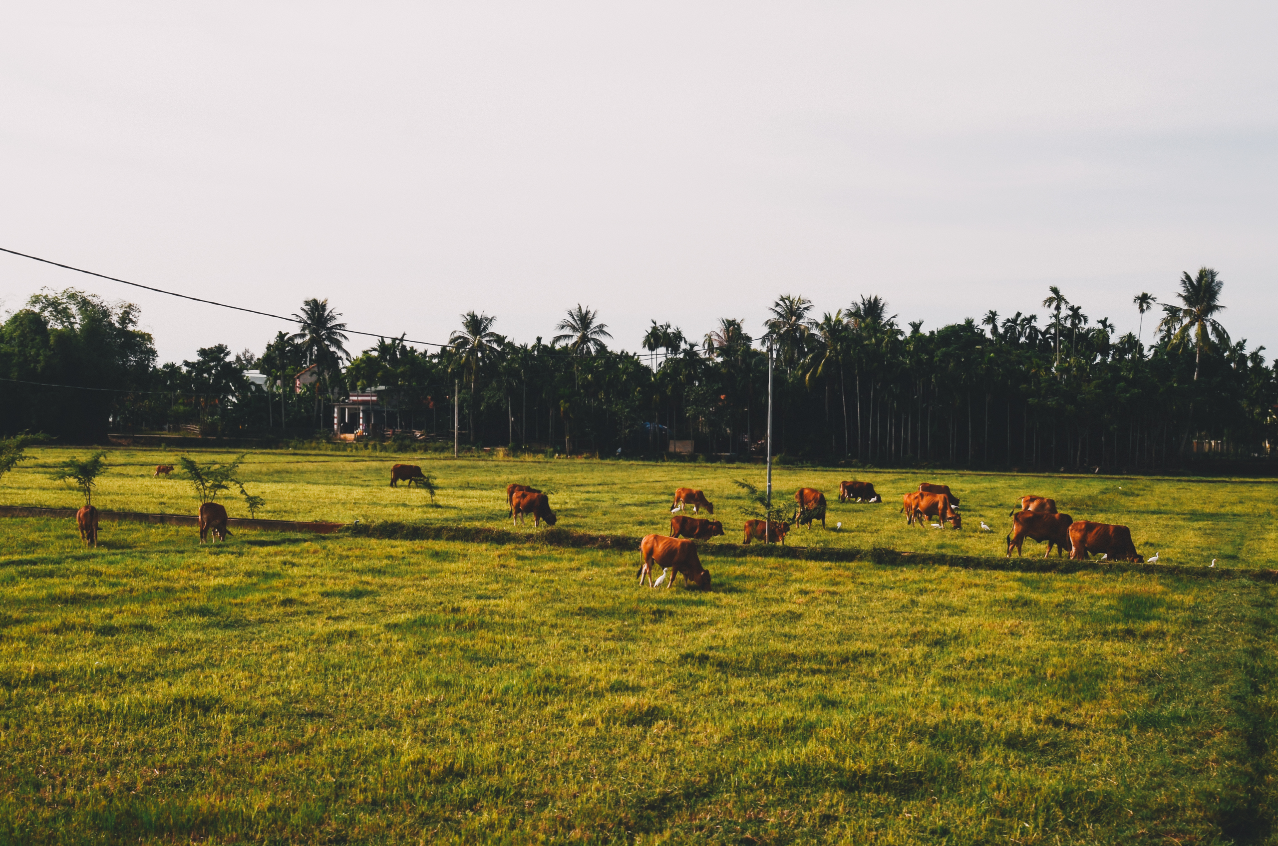 Hoian-countryside